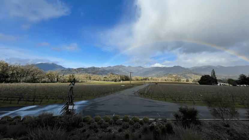 Joseph Cellars estate vineyard rows in Calistoga